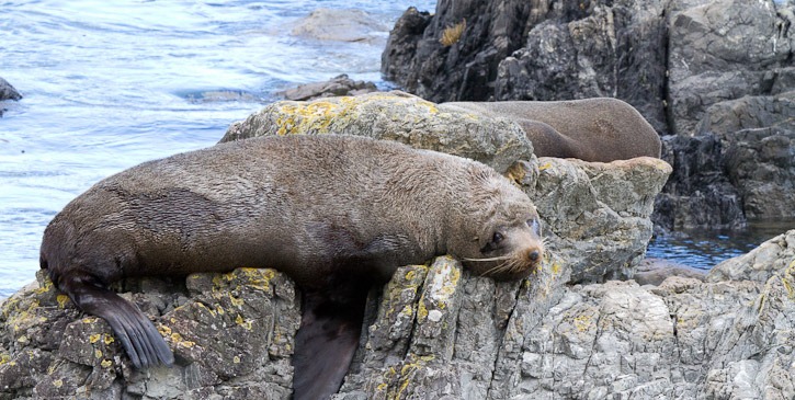 Seal Colony, Sinclair Head, Wellington, New Zealand